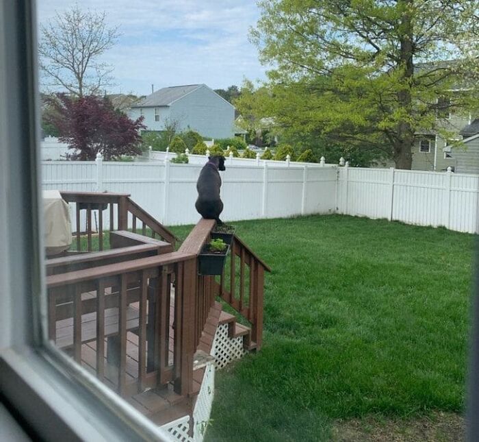 The Animals Who Refuse To Act Normally (22 Pics) The Animals Who Refuse To Act Normally (22 Pics)