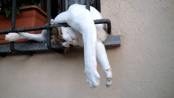 The Animals Who Refuse To Act Normally (22 Pics) The Animals Who Refuse To Act Normally (22 Pics)