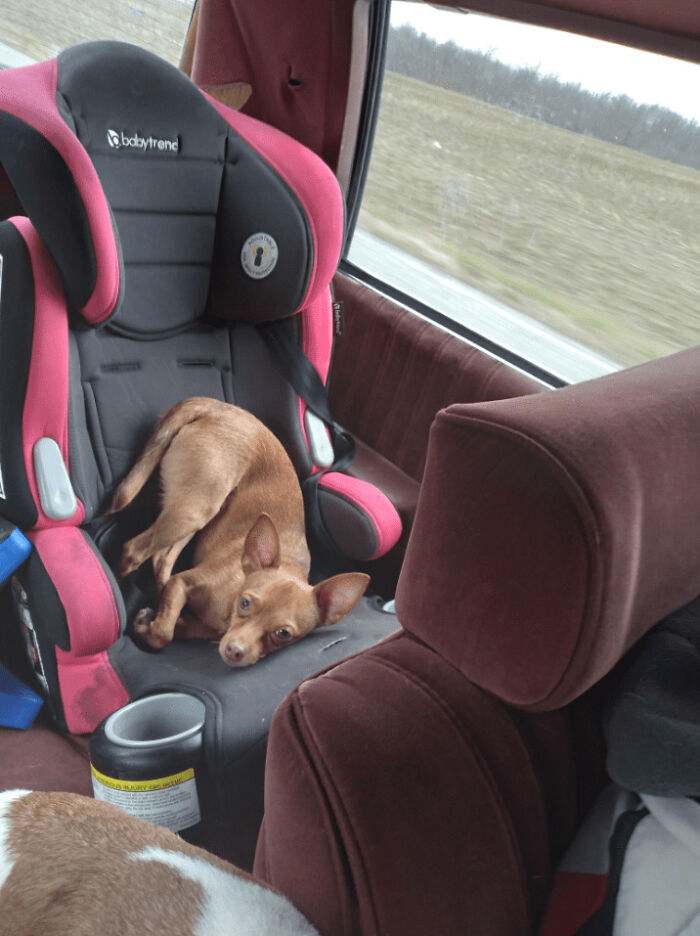 The Animals Who Refuse To Act Normally (22 Pics) The Animals Who Refuse To Act Normally (22 Pics)