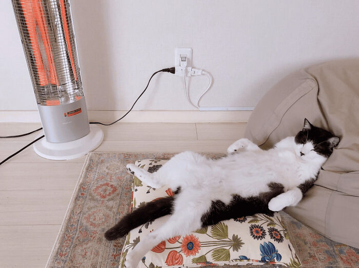 The Animals Who Refuse To Act Normally (22 Pics) The Animals Who Refuse To Act Normally (22 Pics)