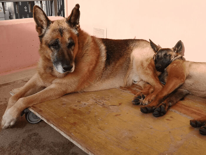 The Animals Who Refuse To Act Normally (22 Pics) The Animals Who Refuse To Act Normally (22 Pics)