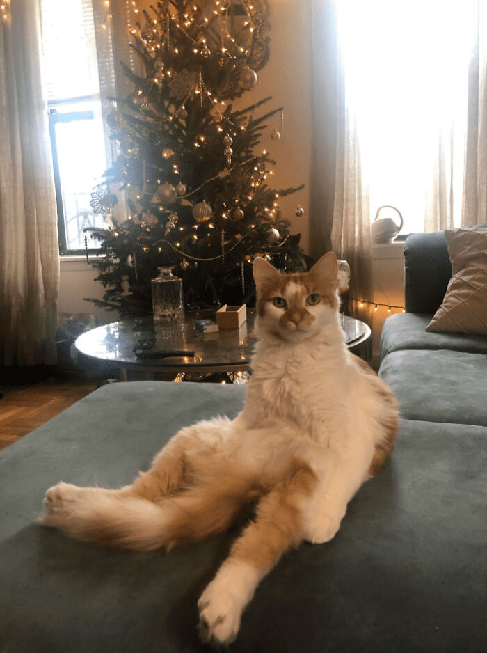 The Animals Who Refuse To Act Normally (22 Pics) The Animals Who Refuse To Act Normally (22 Pics)