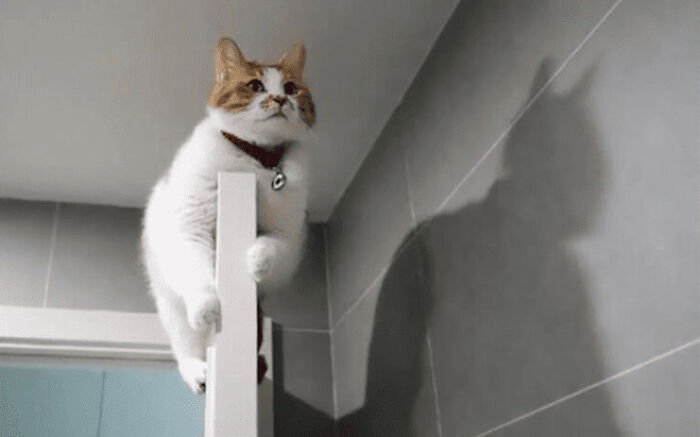 The Animals Who Refuse To Act Normally (22 Pics) The Animals Who Refuse To Act Normally (22 Pics)