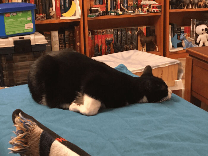 The Animals Who Refuse To Act Normally (22 Pics) The Animals Who Refuse To Act Normally (22 Pics)