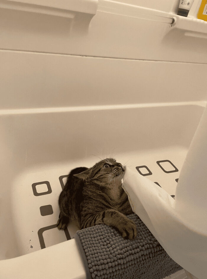 The Animals Who Refuse To Act Normally (22 Pics) The Animals Who Refuse To Act Normally (22 Pics)