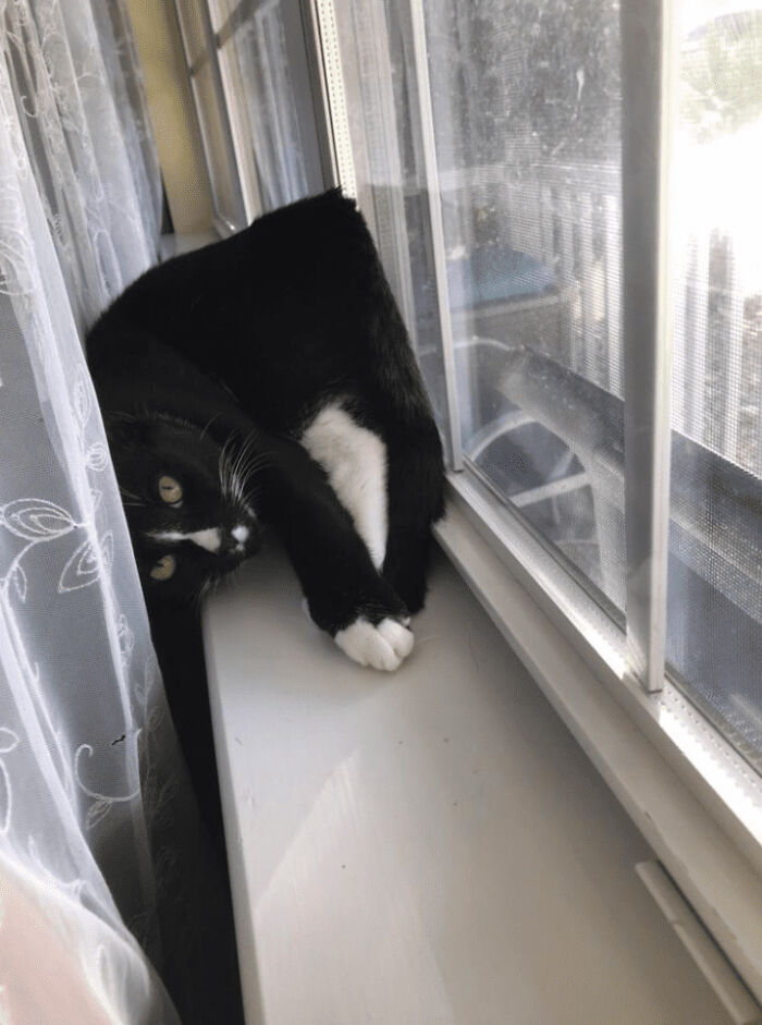 The Animals Who Refuse To Act Normally (22 Pics) The Animals Who Refuse To Act Normally (22 Pics)