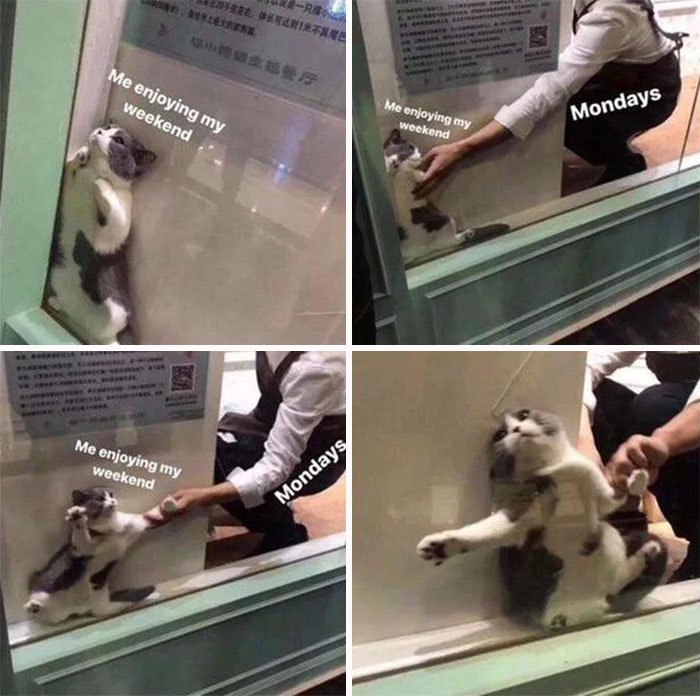 65 Monday Memes To Make Your Monday A Little Less Miserable