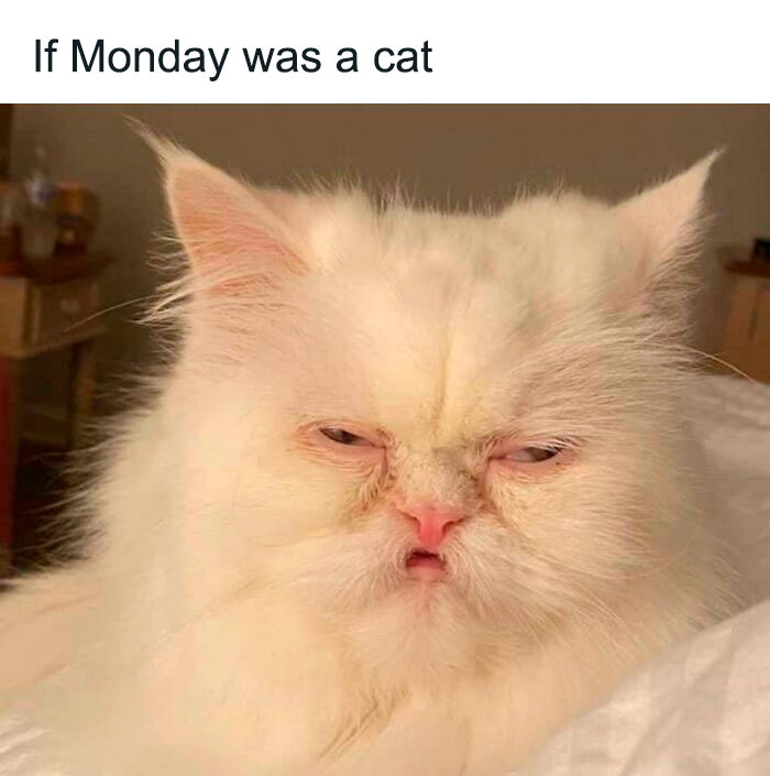 65 Monday Memes To Make Your Monday A Little Less Miserable