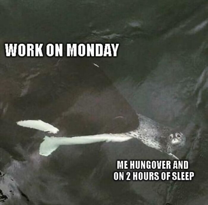65 Monday Memes To Make Your Monday A Little Less Miserable