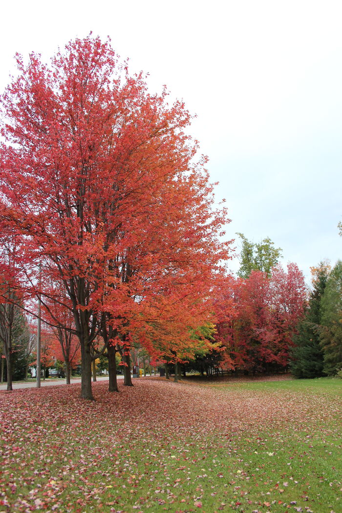 Pictures Of Fall Taken All Around The Waterloo Area (25 Pics) Pictures Of Fall Taken All Around The Waterloo Area (25 Pics)