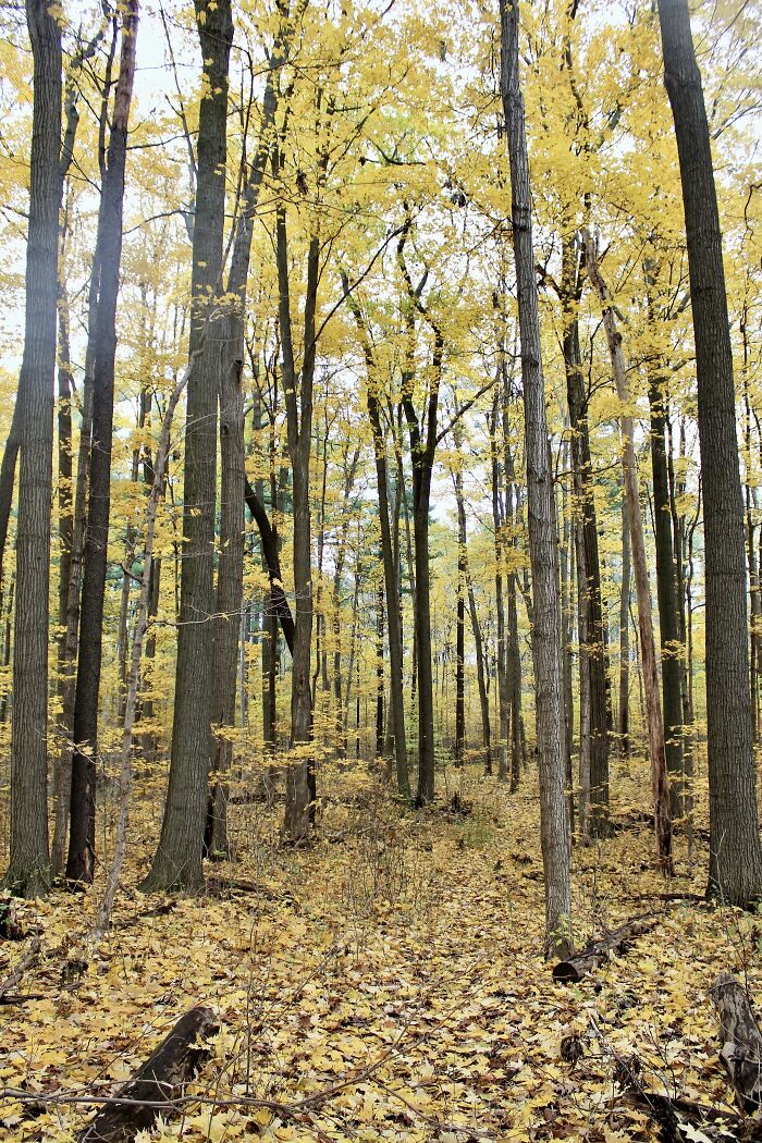 Pictures Of Fall Taken All Around The Waterloo Area (25 Pics) Pictures Of Fall Taken All Around The Waterloo Area (25 Pics)