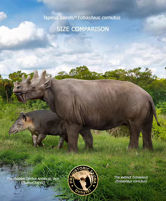 30 New Size Comparisons Of Extinct Species And Their Modern Relatives By Roman Uchytel 30 New Size Comparisons Of Extinct Species And Their Modern Relatives By Roman Uchytel