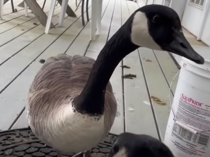 Goose Taps On The Door Of Wildlife Clinic, Demands To See Mate, Stays Through The Surgery