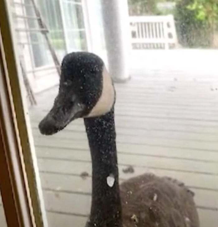 Goose Taps On The Door Of Wildlife Clinic, Demands To See Mate, Stays Through The Surgery