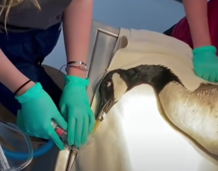Goose Taps On The Door Of Wildlife Clinic, Demands To See Mate, Stays Through The Surgery