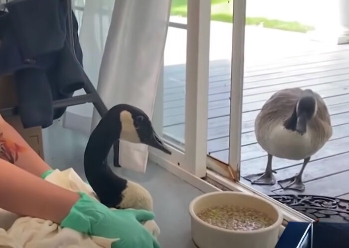 Goose Taps On The Door Of Wildlife Clinic, Demands To See Mate, Stays Through The Surgery