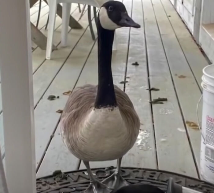 Goose Taps On The Door Of Wildlife Clinic, Demands To See Mate, Stays Through The Surgery