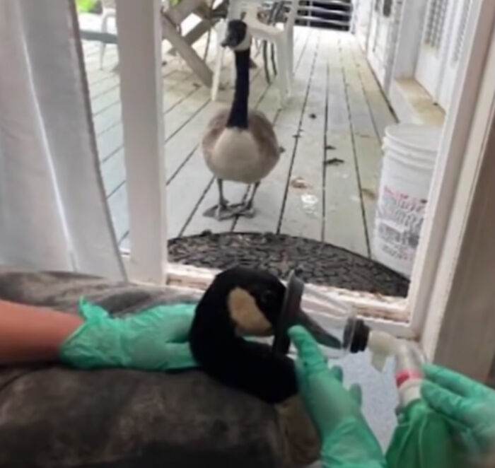 Goose Taps On The Door Of Wildlife Clinic, Demands To See Mate, Stays Through The Surgery