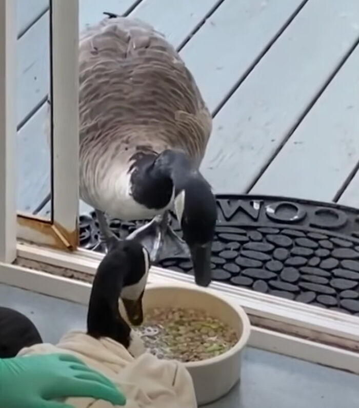 Goose Taps On The Door Of Wildlife Clinic, Demands To See Mate, Stays Through The Surgery