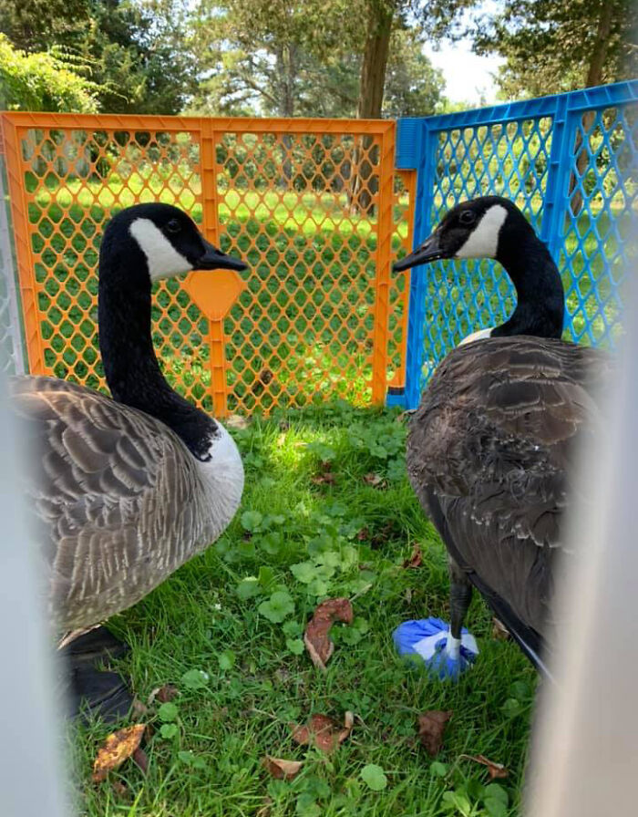 Goose Taps On The Door Of Wildlife Clinic, Demands To See Mate, Stays Through The Surgery
