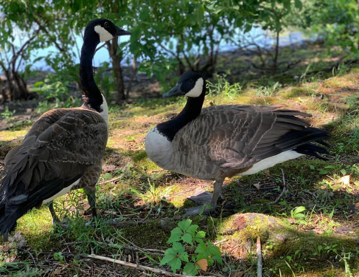 Goose Taps On The Door Of Wildlife Clinic, Demands To See Mate, Stays Through The Surgery