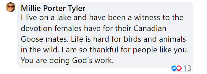 Goose Taps On The Door Of Wildlife Clinic, Demands To See Mate, Stays Through The Surgery