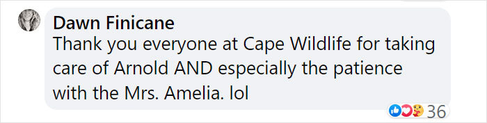Goose Taps On The Door Of Wildlife Clinic, Demands To See Mate, Stays Through The Surgery
