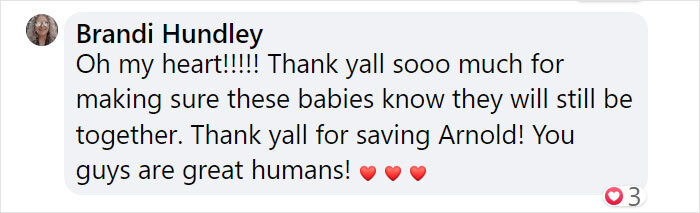 Goose Taps On The Door Of Wildlife Clinic, Demands To See Mate, Stays Through The Surgery