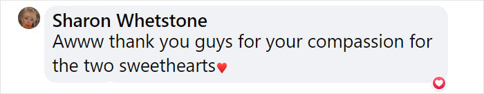 Goose Taps On The Door Of Wildlife Clinic, Demands To See Mate, Stays Through The Surgery