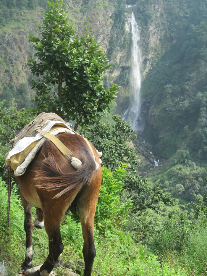 Spending 12 Days Trekking To Everest Base Camp With The Joyful Presence Of A Four-Legged Friend (8 Pics) Spending 12 Days Trekking To Everest Base Camp With The Joyful Presence Of A Four-Legged Friend (8 Pics)
