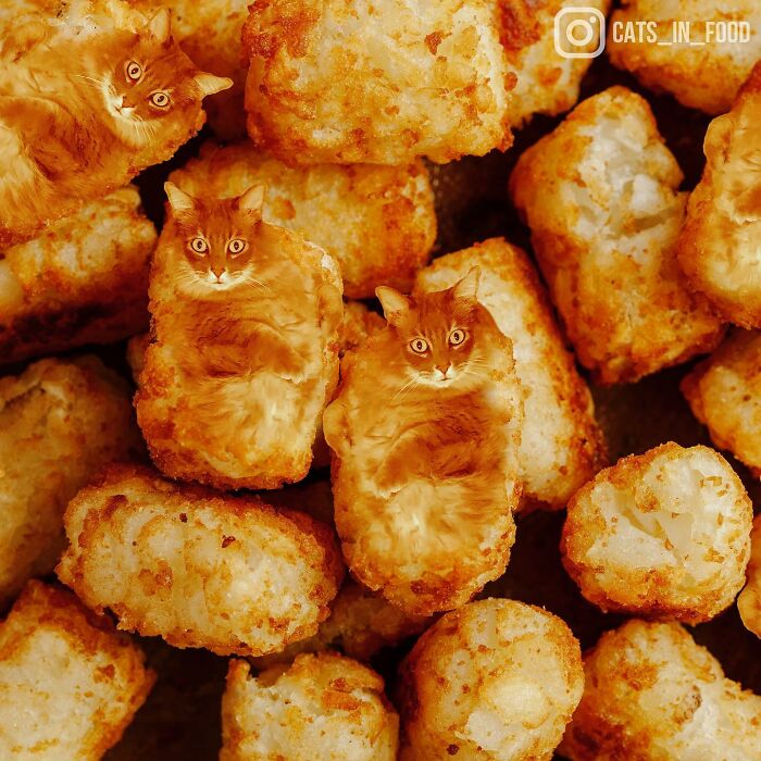 80 Weirdly Delicious Images Of Cats Photoshopped Into Food By This Artist (New Pics) 80 Weirdly Delicious Images Of Cats Photoshopped Into Food By This Artist (New Pics)