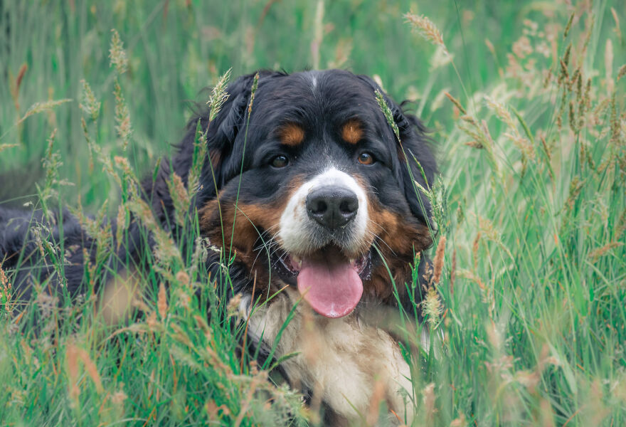 40 Photos Showing A 5-Year Difference Of Our Dog: Puppy To Adult 40 Photos Showing A 5-Year Difference Of Our Dog: Puppy To Adult