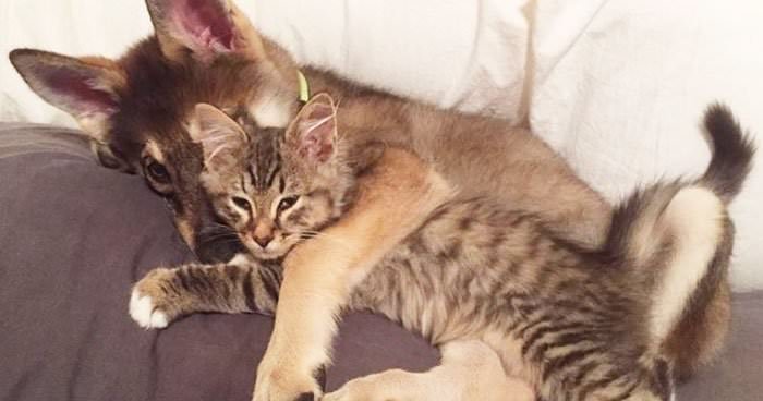 This Husky Picked Out Her Own Kitten To Take Home From Shelter (9 Pics)