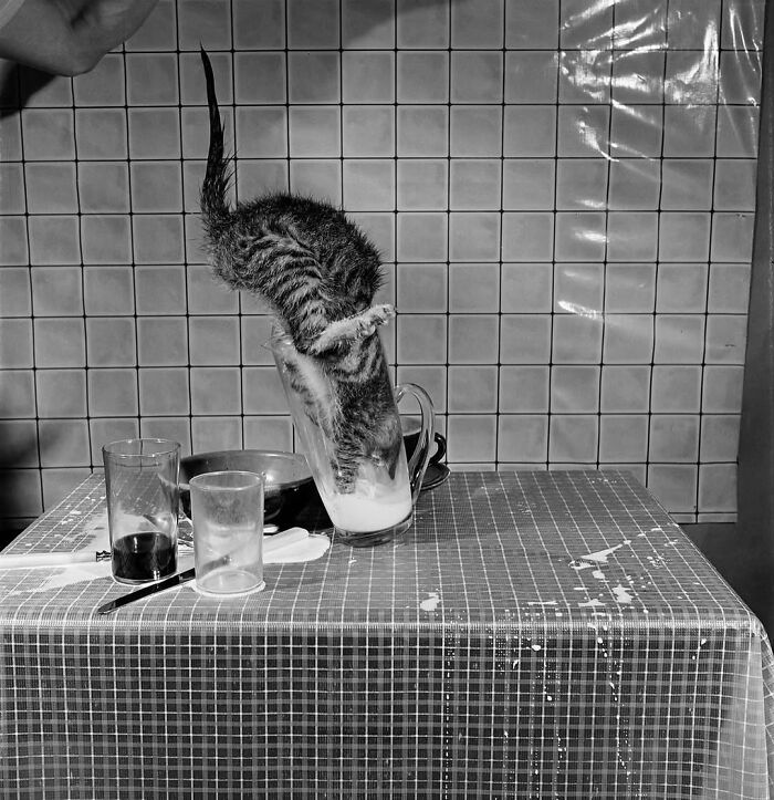 30 Stunning Cat Photos From The Decisive Moments Magazine That Capture Pure Feline Magic 30 Stunning Cat Photos From The Decisive Moments Magazine That Capture Pure Feline Magic