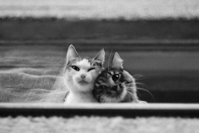 30 Stunning Cat Photos From The Decisive Moments Magazine That Capture Pure Feline Magic 30 Stunning Cat Photos From The Decisive Moments Magazine That Capture Pure Feline Magic