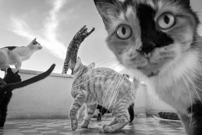 30 Stunning Cat Photos From The Decisive Moments Magazine That Capture Pure Feline Magic 30 Stunning Cat Photos From The Decisive Moments Magazine That Capture Pure Feline Magic