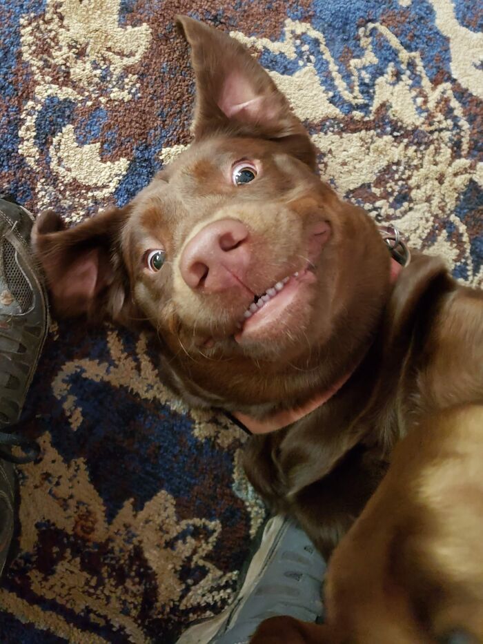 Hey Pandas, Post A Funny Picture Of Your Pet (Closed) Hey Pandas, Post A Funny Picture Of Your Pet (Closed)