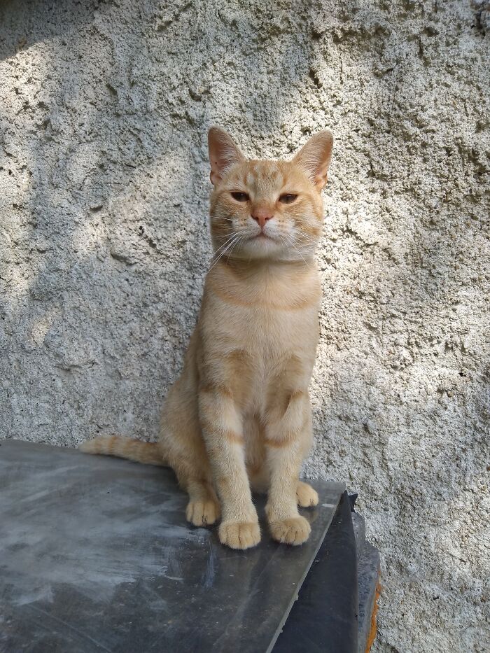 Hey Pandas, Post A Funny Picture Of Your Pet (Closed) Hey Pandas, Post A Funny Picture Of Your Pet (Closed)