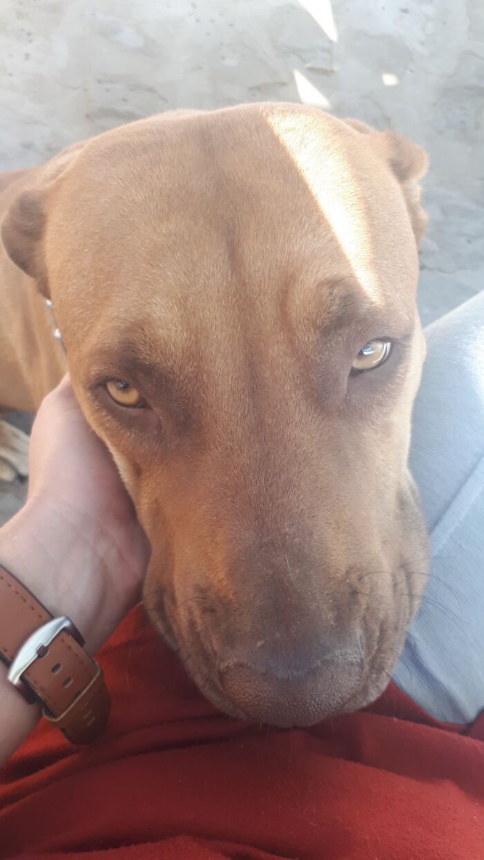 Hey Pandas, Post A Funny Picture Of Your Pet (Closed) Hey Pandas, Post A Funny Picture Of Your Pet (Closed)