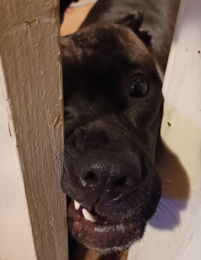 Hey Pandas, Post A Funny Picture Of Your Pet (Closed) Hey Pandas, Post A Funny Picture Of Your Pet (Closed)