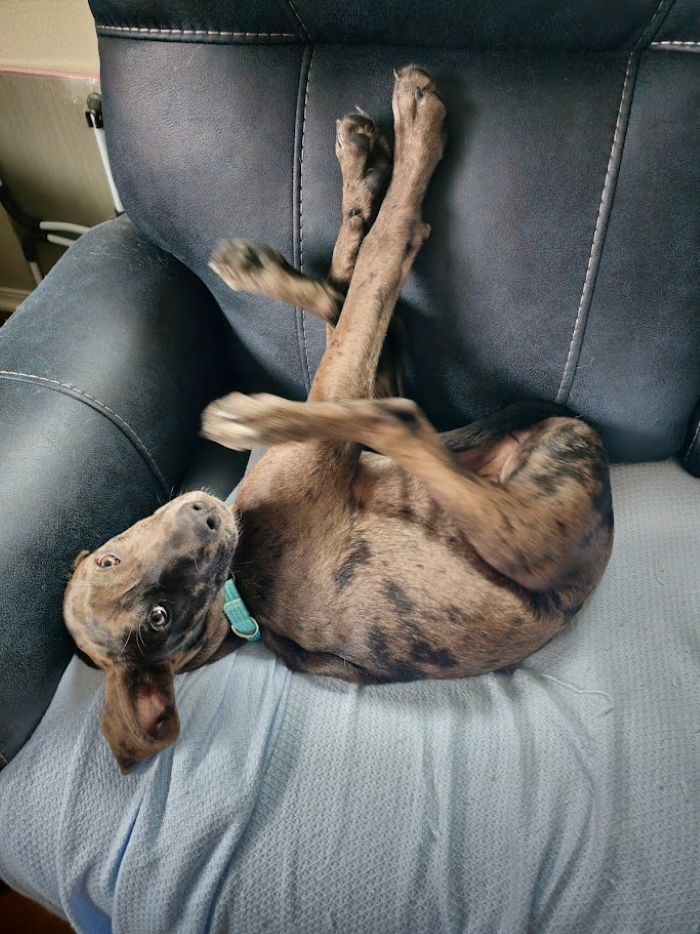 Hey Pandas, Post A Funny Picture Of Your Pet (Closed) Hey Pandas, Post A Funny Picture Of Your Pet (Closed)