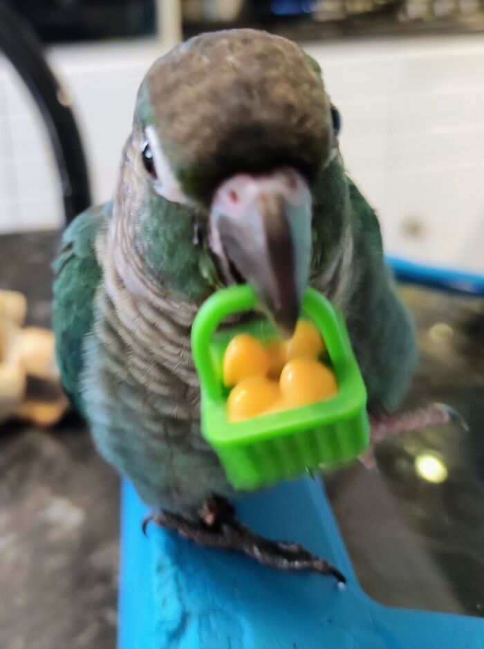 Hey Pandas, Post A Funny Picture Of Your Pet (Closed) Hey Pandas, Post A Funny Picture Of Your Pet (Closed)