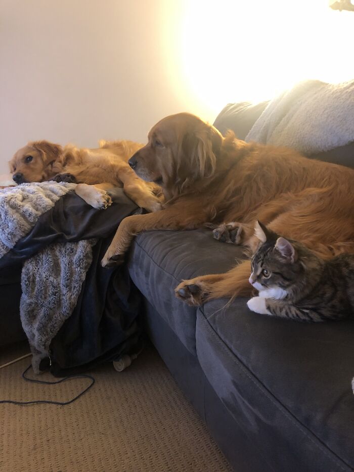 Hey Pandas, Post A Funny Picture Of Your Pet (Closed) Hey Pandas, Post A Funny Picture Of Your Pet (Closed)