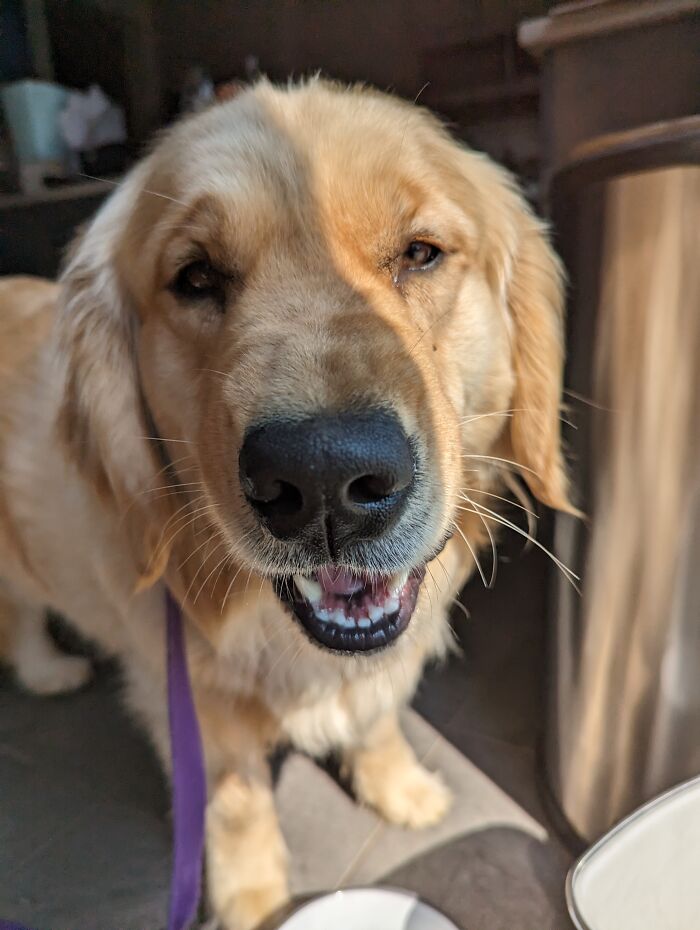 Hey Pandas, Post A Funny Picture Of Your Pet (Closed) Hey Pandas, Post A Funny Picture Of Your Pet (Closed)