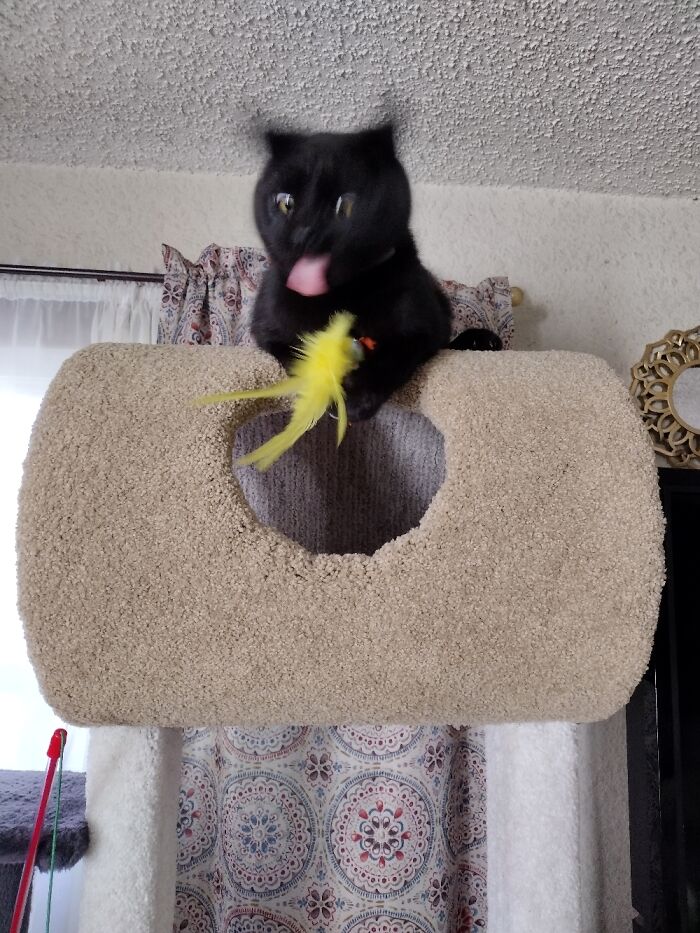 Hey Pandas, Post A Funny Picture Of Your Pet (Closed) Hey Pandas, Post A Funny Picture Of Your Pet (Closed)