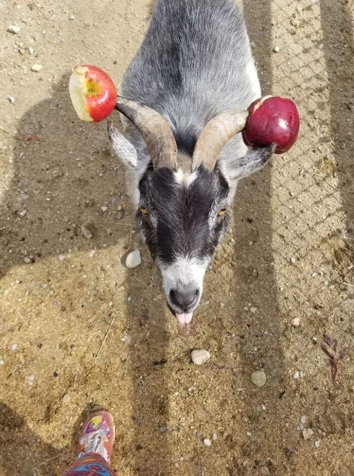 Hey Pandas, Post A Funny Picture Of Your Pet (Closed) Hey Pandas, Post A Funny Picture Of Your Pet (Closed)