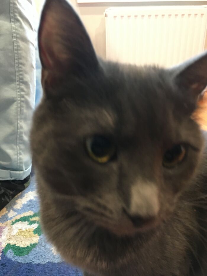 Hey Pandas, Post A Funny Picture Of Your Pet (Closed) Hey Pandas, Post A Funny Picture Of Your Pet (Closed)