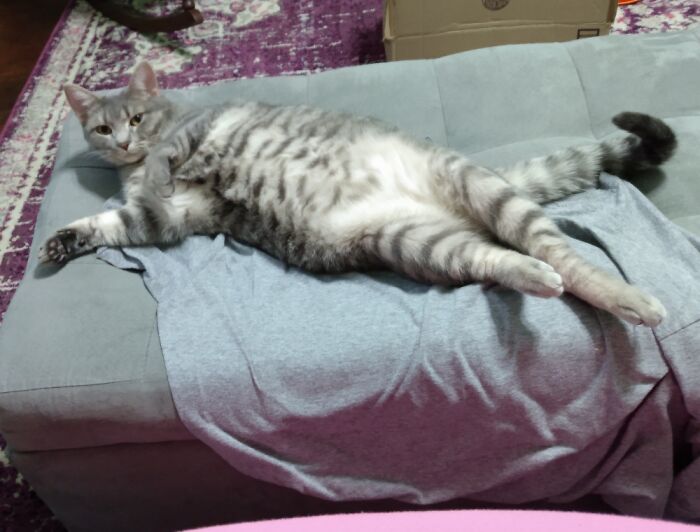 Hey Pandas, Post A Funny Picture Of Your Pet (Closed) Hey Pandas, Post A Funny Picture Of Your Pet (Closed)