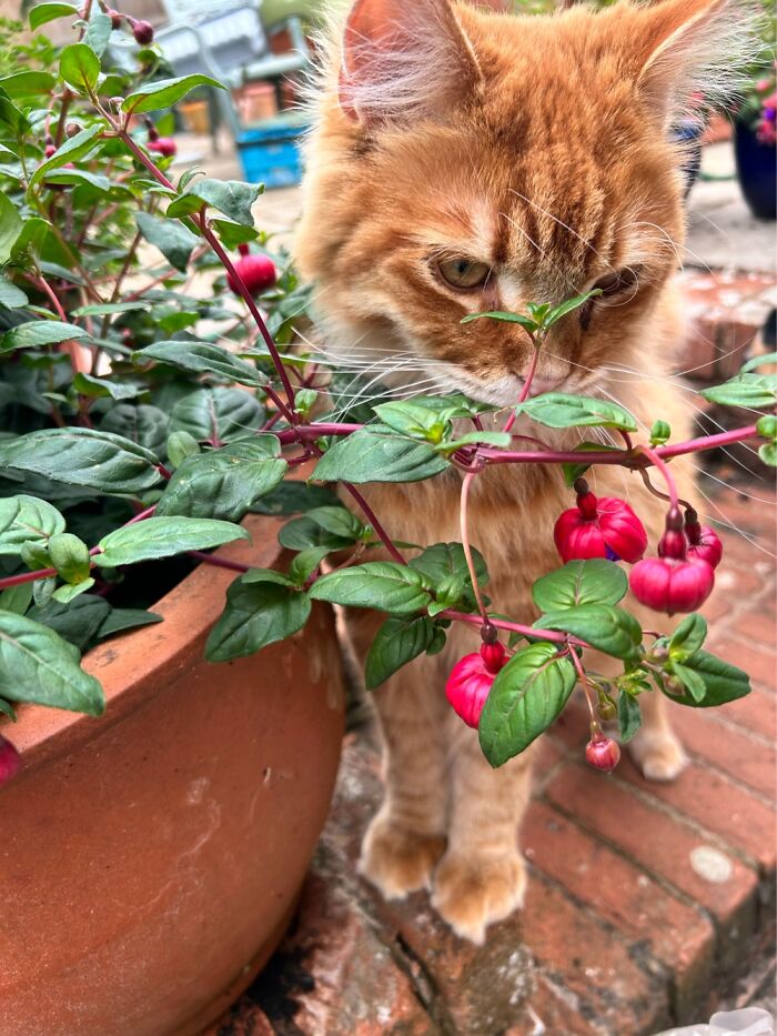 Hey Pandas, Post A Funny Picture Of Your Pet (Closed) Hey Pandas, Post A Funny Picture Of Your Pet (Closed)