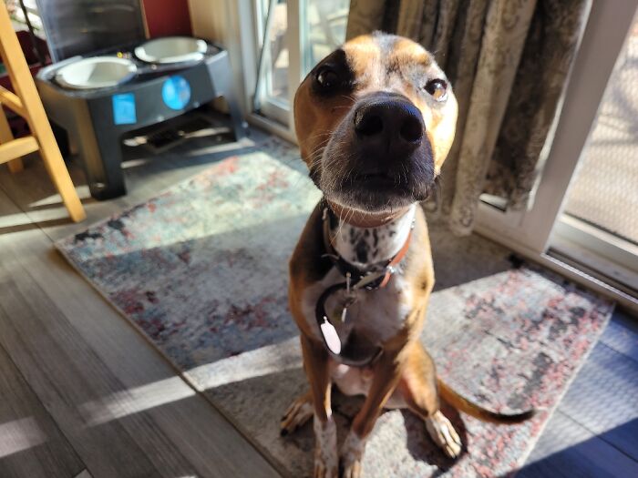 Hey Pandas, Post A Funny Picture Of Your Pet (Closed) Hey Pandas, Post A Funny Picture Of Your Pet (Closed)